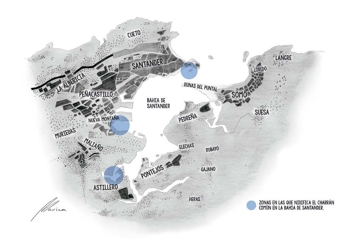 Infografía Charrán común — imagen 4