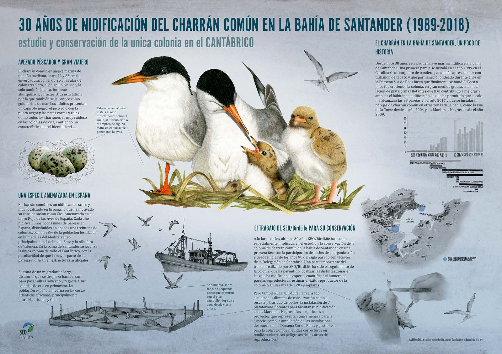 Infografía Charrán común — imagen 1